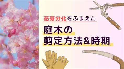 花木|「庭木・花木」植物一覧（条件から探す）｜図鑑検索｜みんなの 